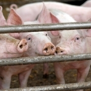 Factory Farming Pigs
