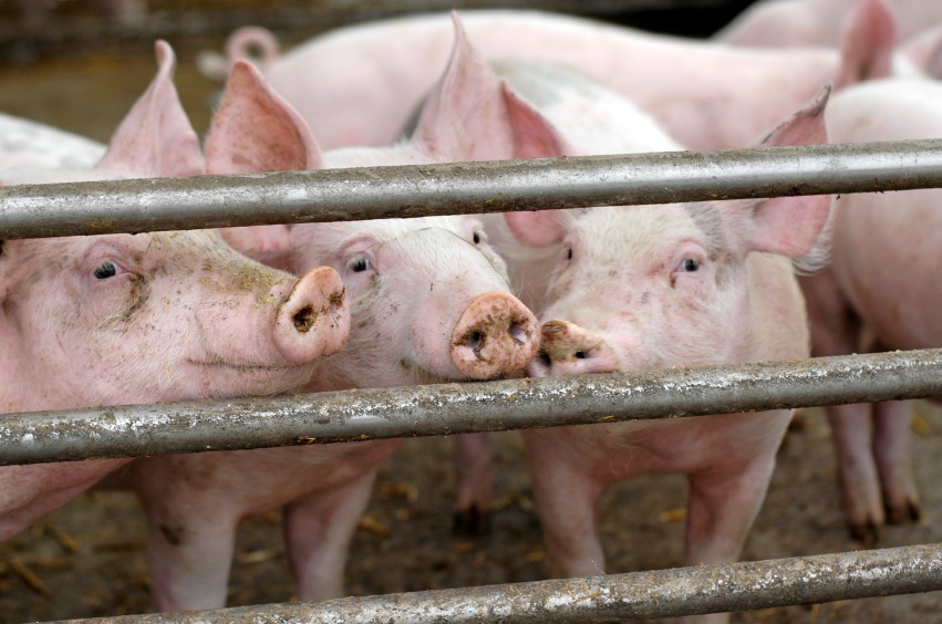 Factory Farming Pigs