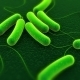 Mikroskopische Bildaufnahme einer Clostridium-difficile-Infektion