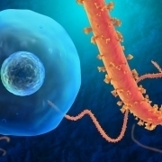 Mikroskopische Bildaufnahme des Ebola Virus