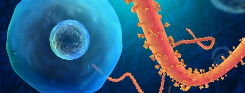 Mikroskopische Bildaufnahme des Ebola Virus