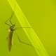 Nahaufnahme einer Stechmücke auf einem grünen Blatt
