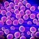 Mikroskopische, pinkblaue Aufnahme von MRSA